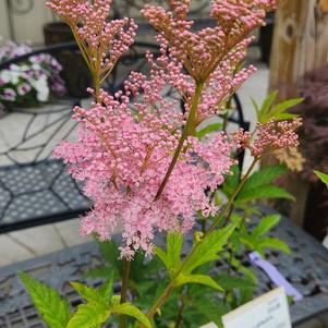 Filipendula rubra Venusta