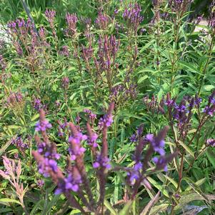 Verbena hastata 