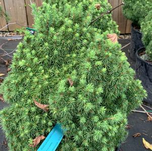 Picea glauca Humpty Dumpty