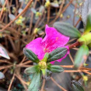 Azalea-Rhododendron Kurume hybrid Karen