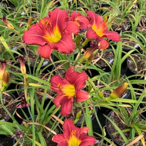 Hemerocallis Pardon Me