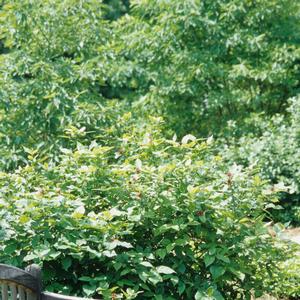 Calycanthus floridus Athens