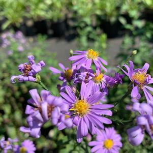 Aster laevis Blue Bird