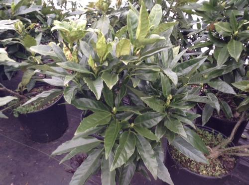 Aucuba japonica Green