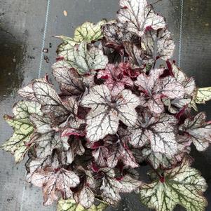 Heuchera Plum Crazy