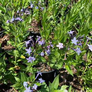 Amsonia Blue Ice