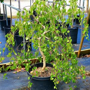 BETULA PENDULA YOUNGII