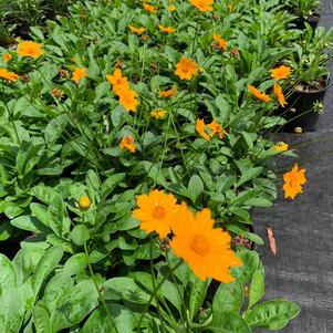 Coreopsis auriculata Nana