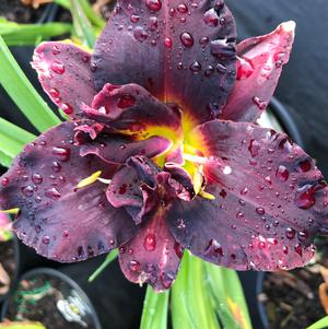 Hemerocallis Bogeyman