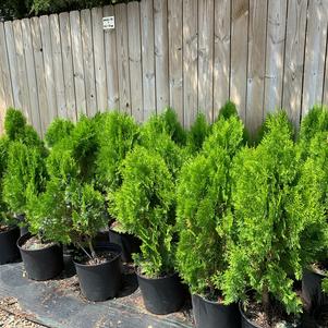 Thuja orientalis Berkman's Golden