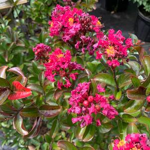 Lagerstroemia indica Berry Dazzle