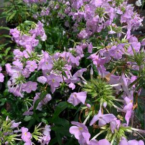 Phlox paniculata Amethyst Pearl