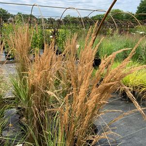 Calamagrostis X acutiflora Overdam