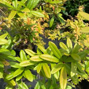 Berberis julianae 