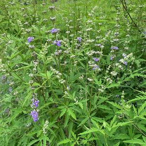 Vitex negundo Heterophylla