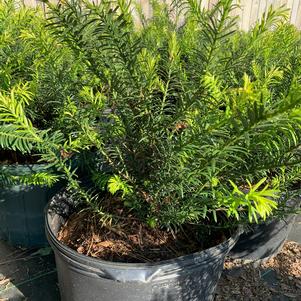 Cephalotaxus harringtonia Duke Gardens