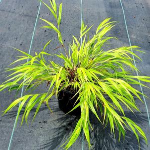 Hakonechloa All Gold