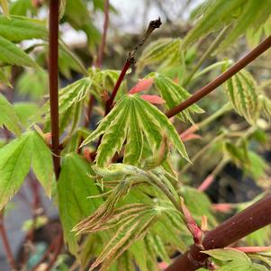 Acer palmatum Yama Nishiki