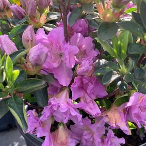 Azalea-Rhododendron Shammarello hybrid Elsie Lee