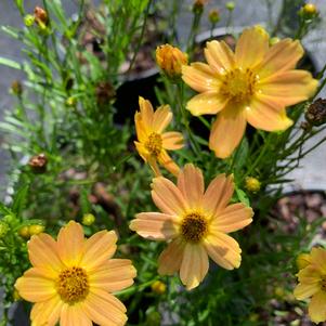 Coreopsis verticillata Sienna Sunset