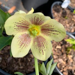 Helleborus Rio Carnival