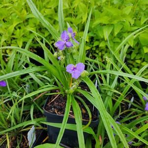 Tradescantia virginiana 