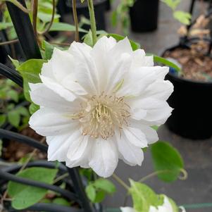 Clematis Dutchess of Edinburgh