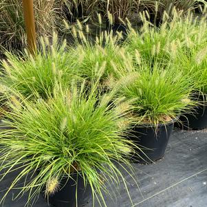 Pennisetum alopecuroides Lumen Gold™(PP27435) 