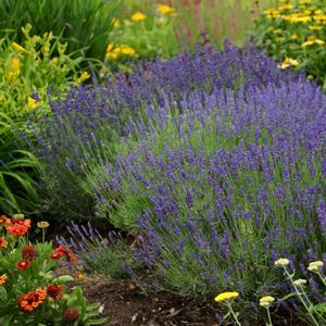 Lavandula angustifolia Hidcote