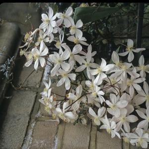 Clematis armandii 