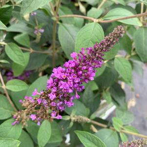 Buddleia Blue Chip Jr.(PP26581) LO & BEHOLD® 