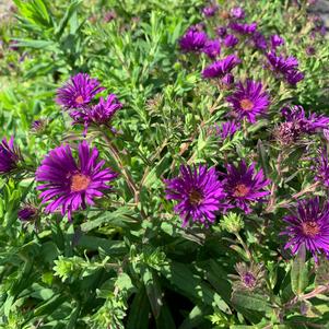 Aster novae-angliae Grape Crush