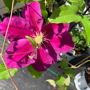 Clematis Sunset