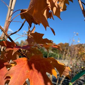 Acer saccharum Fall Fiesta® ('Bailsta')