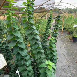 Philadelphus coronarius Illumination Tower PP31865 