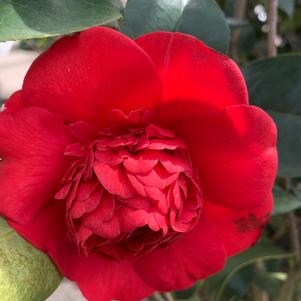 Camellia japonica Professor Sargent