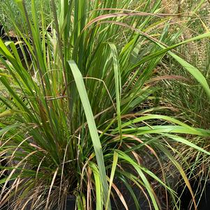 Calamagrostis brachtricha 