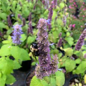 Agastache Golden Jubilee