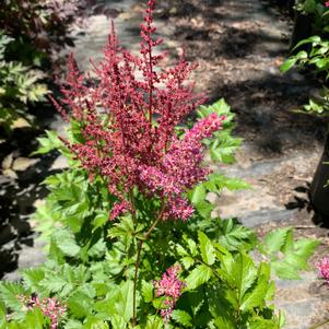 Astilbe chinensis Little Vision in Pink