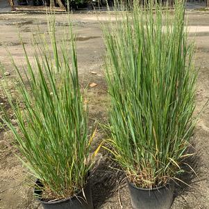 Panicum virgatum Northwind