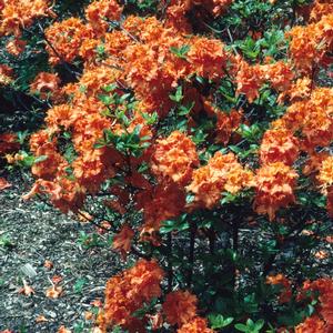 Azalea-Rhododendron Deciduous Exbury hybrid Gibraltar