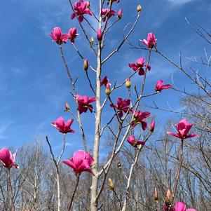 Magnolia X (soulangiana x lilifolia) Genie