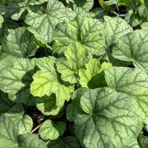 Heuchera Green Spice