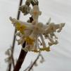 Edgeworthia papyrifera 