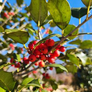 Ilex opaca Cave Hill