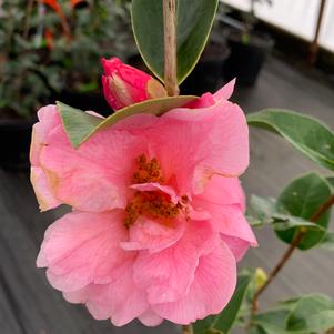 Camellia japonica Ballet in Pink