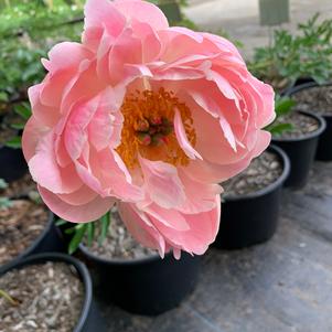 PAEONIA CORAL CHARM