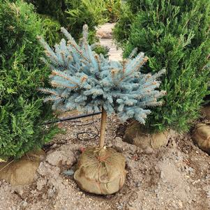 Picea pungens Hockersmith