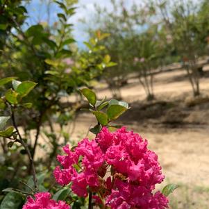 Lagerstroemia indica Tonto