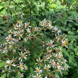 Aster macrophyllus 